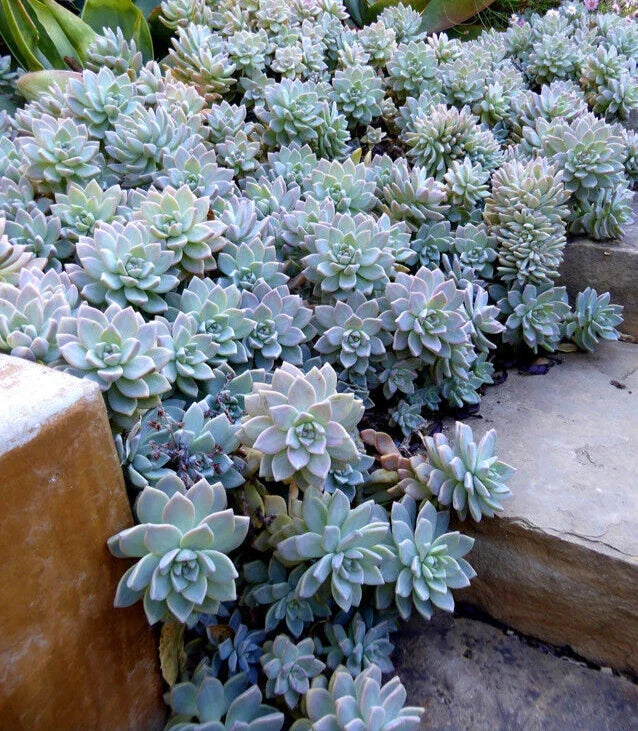 Unrooted Cutting 10" x 2" Graptopetalum Paraguayense Succulent - Perfect for Wedding Favors & Floral Arrangements