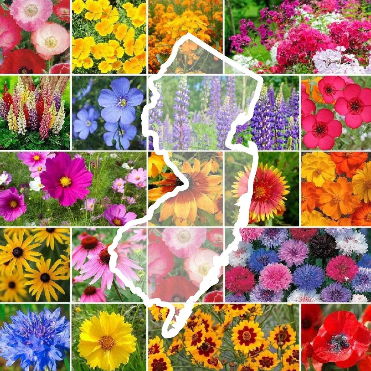 Wildflower Seed Mix 1000 Seeds New Jersey State Flower Non-GMO Perennials & Annuals Various Species