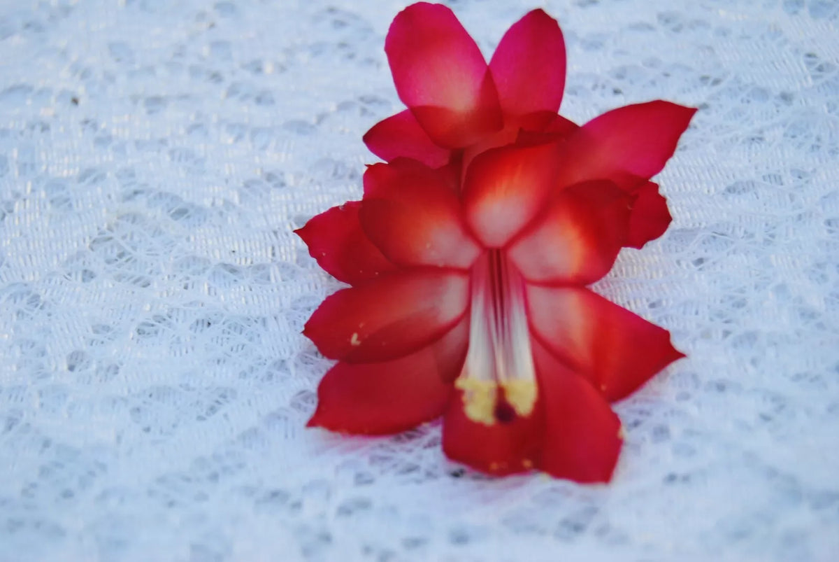 Christmas Cactus Starter Plant - Star Dust Variety - Schlumbergera Truncata - Well-Rooted Indoor Plant for Easy Care
