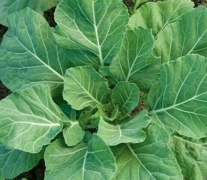 Collard Greens Seeds 300+ Heirloom Champion Variety Brassica oleracea - Southern Cooking Garden Seeds for Healthy Harvests