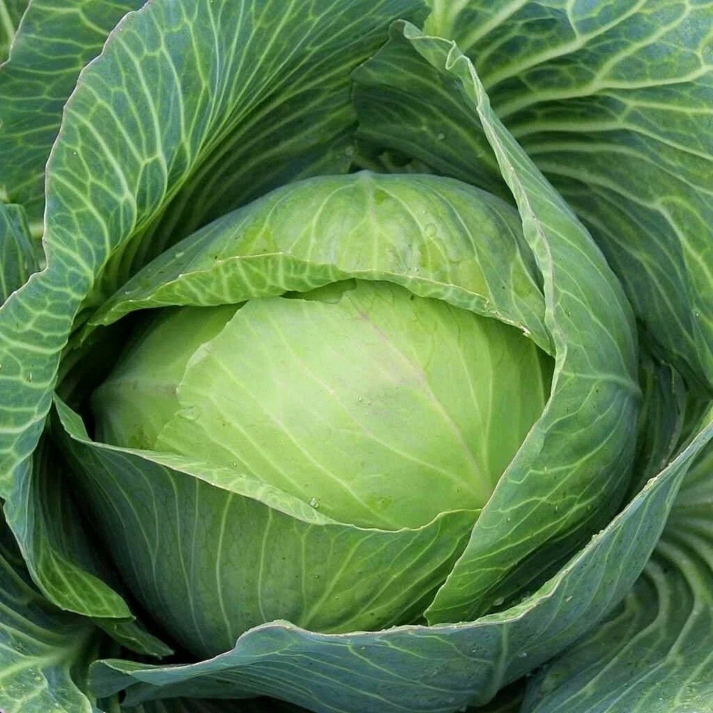 Golden Acre Cabbage Seeds, NON-GMO, Compact Growth, Brassica oleracea - Perfect for Small Gardens and Containers