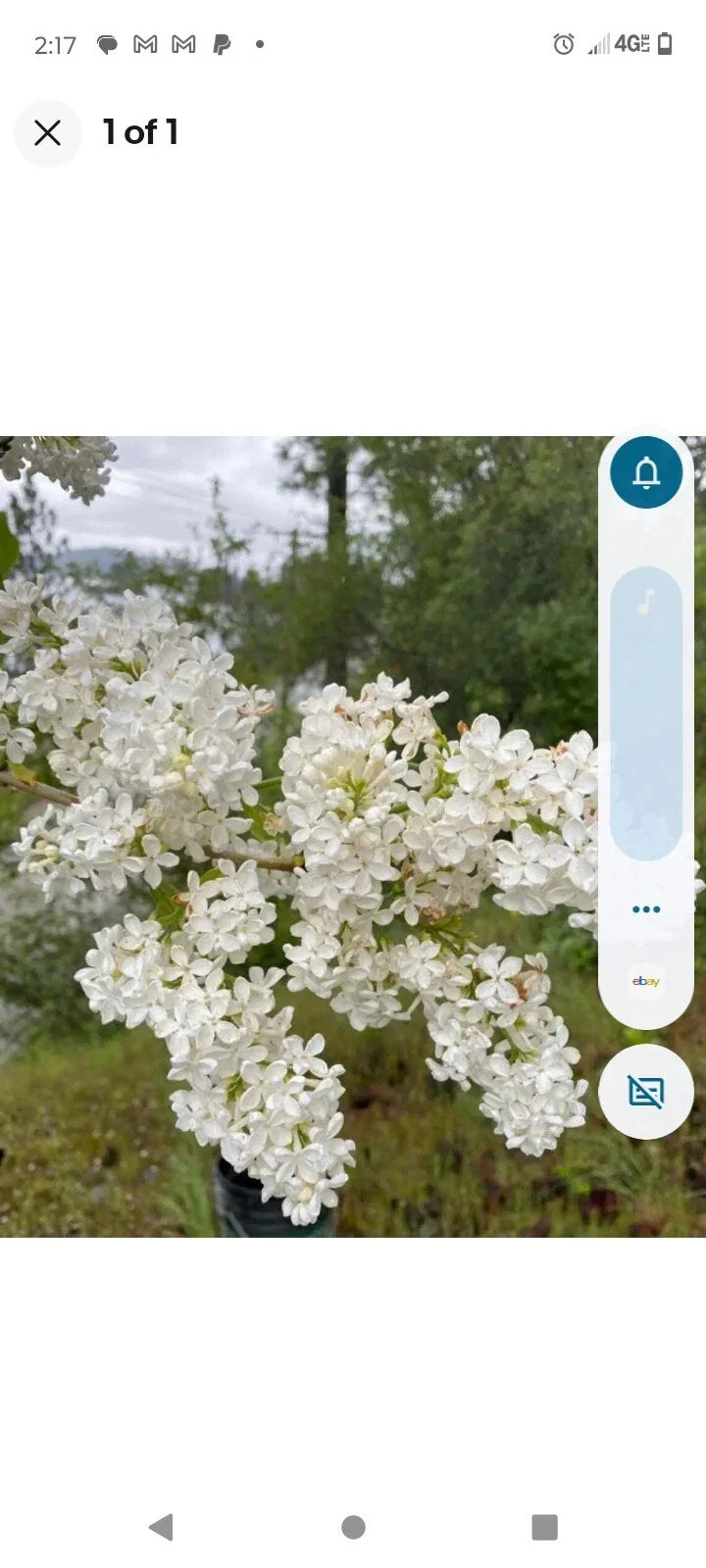 Bare Root Lilac Bushes 15" White Flowers - Syringa vulgaris, Includes Planting Instructions for Easy Care