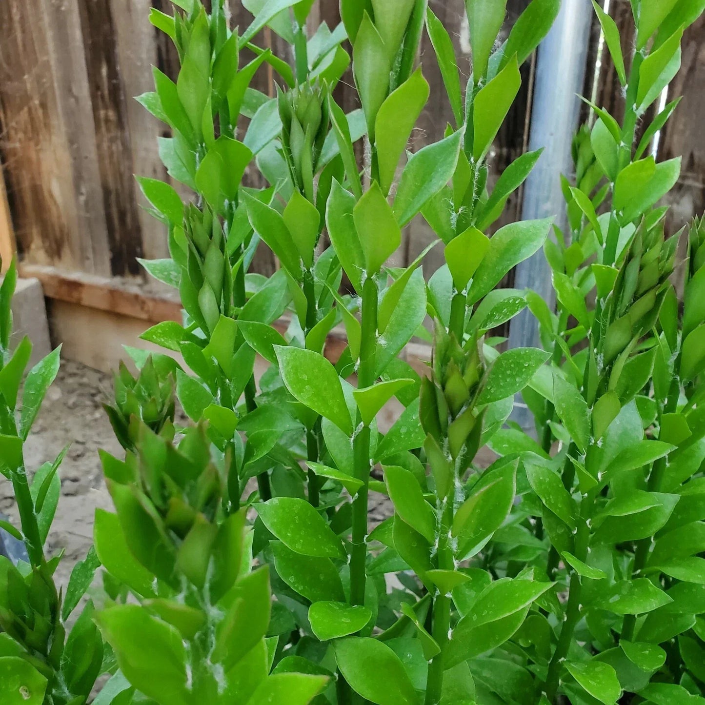 Pereskiopsis Spathulata Grafting Stock Cuttings - 4-5 Inch - Qty 10 - Succulent Plant Cuttings for Grafting - Cactus Cuttings