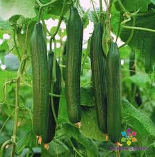 Carmen Cucumber Seeds - 25+ Pack - Heirloom Variety for Garden Planting - Cucumis sativus