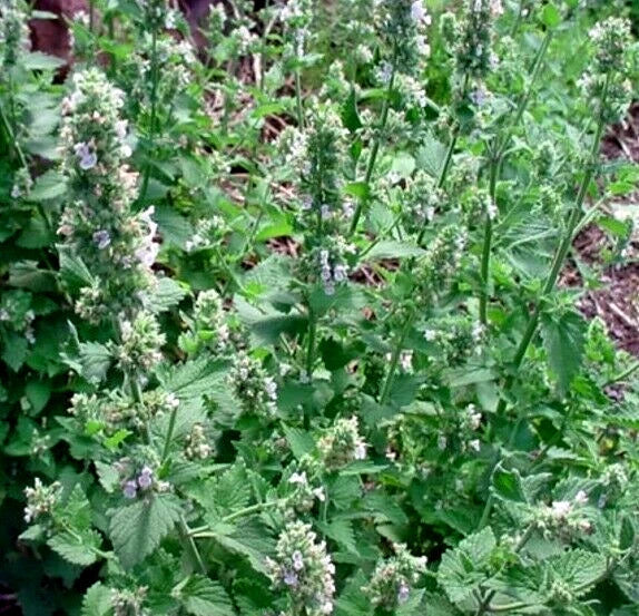 Catnip Seeds 200++ Organic Non-GMO Nepeta cataria Herb for Cats, Fresh Catmint Garden Seeds, Catnip Plant Seeds