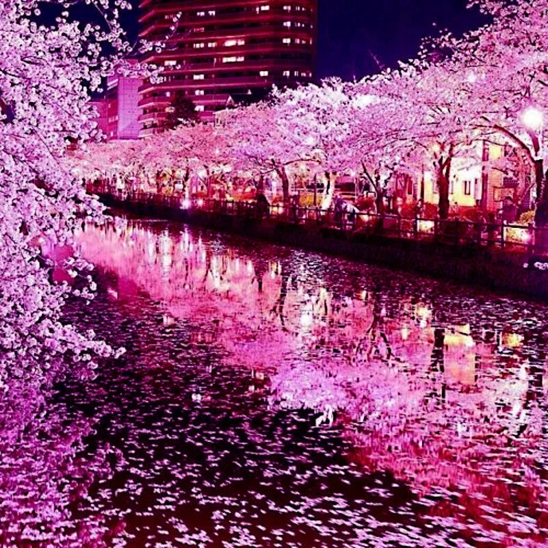 Japanese Sakura Cherry Blossom Tree Seeds - Prunus sargentii - Hardy Flower Seeds for Garden Landscaping