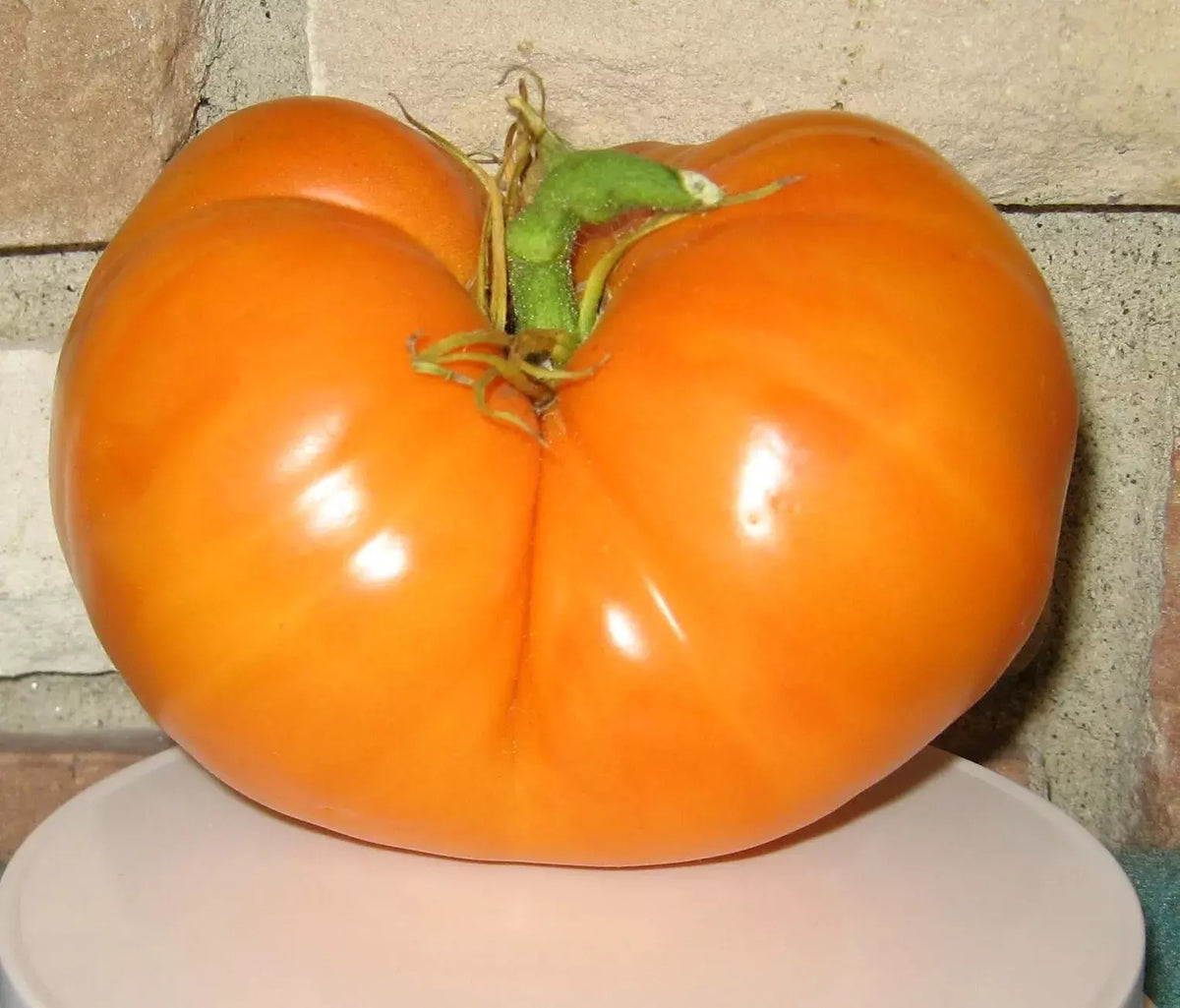 Amana Orange Tomato Seeds - 10+ Organic Heirloom Seeds - Solanum lycopersicum - Rare, Non-GMO Variety for Home Gardens
