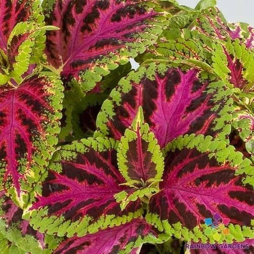 Coleus Seeds - 25+ Superfine Rainbow Color Pride - Coleus blumei - Easy to Grow Garden Planting - Non-GMO, USA