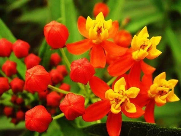 Milkweed Seeds - 100 Count - Tropical Bloodflower - Asclepias curassavica - Monarch Butterfly Host Plant