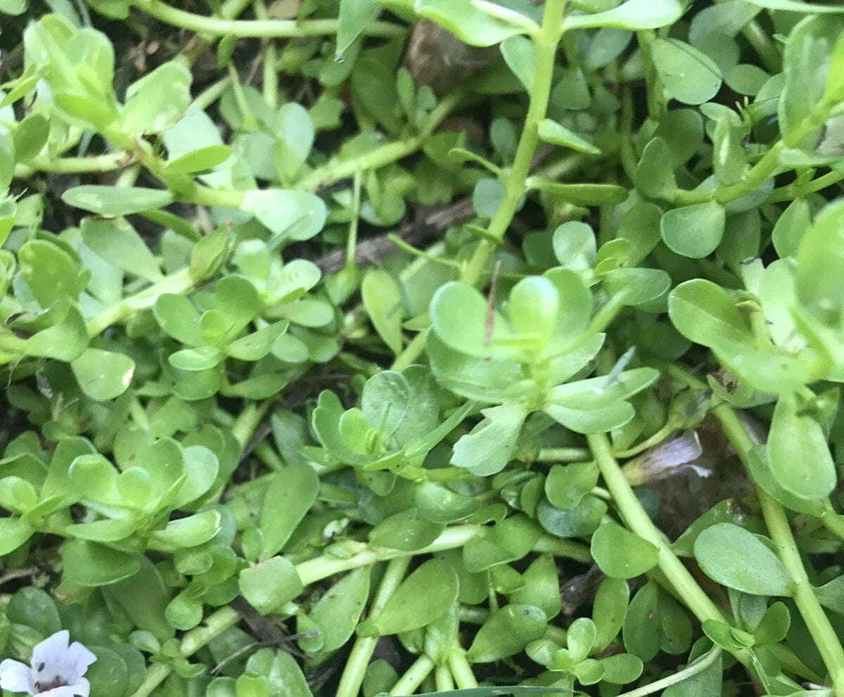 Live Bare Root Bacopa Monnieri Brahmi Water Hyssop Aquatic Plant - 20 Pack - Ideal for Ponds & Aquariums