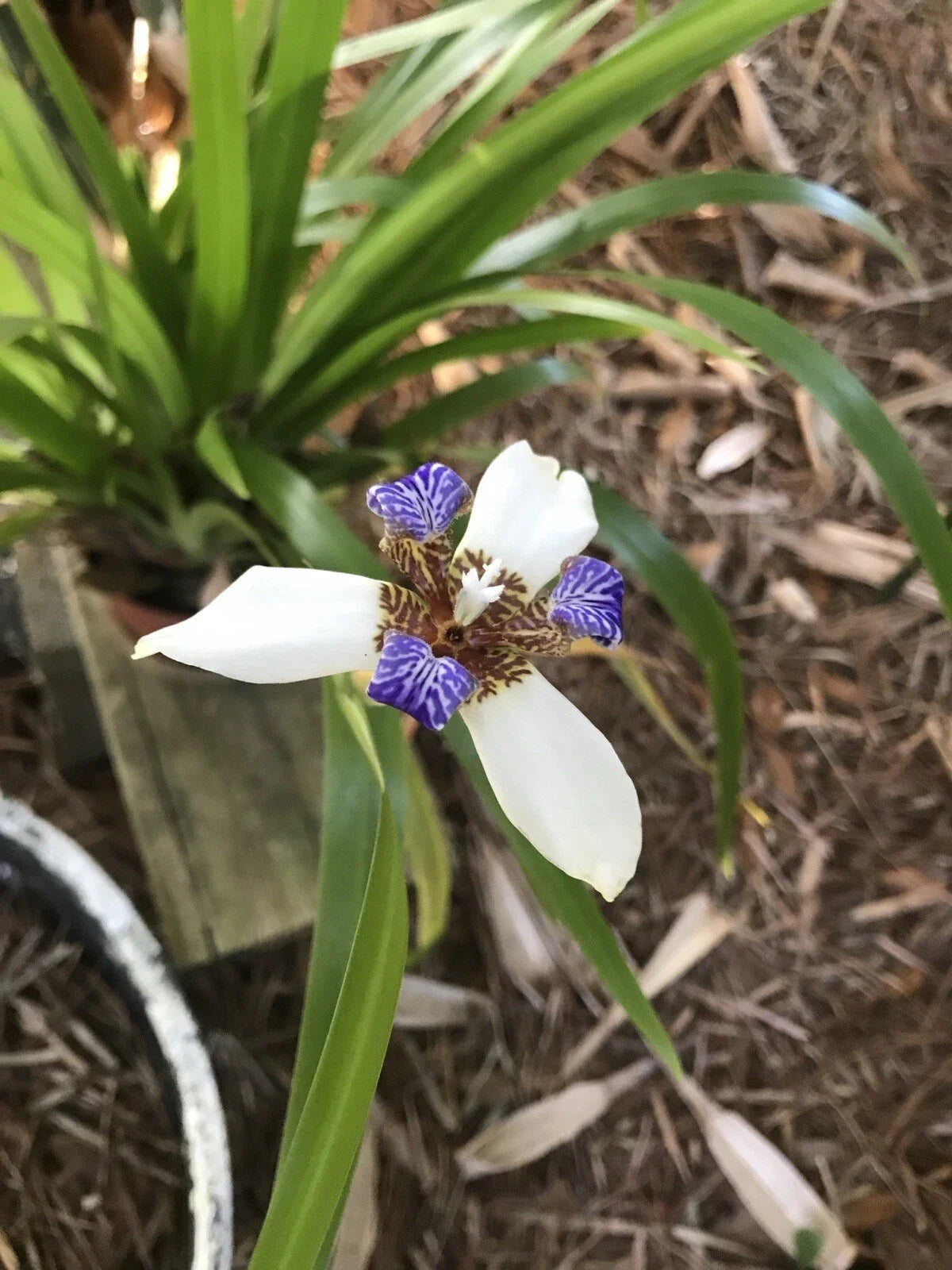 Walking Apostle Iris Seedlings - 2 Pack - White & Blue Fragrant Blooms - Iris cristata - Shade Garden Plant