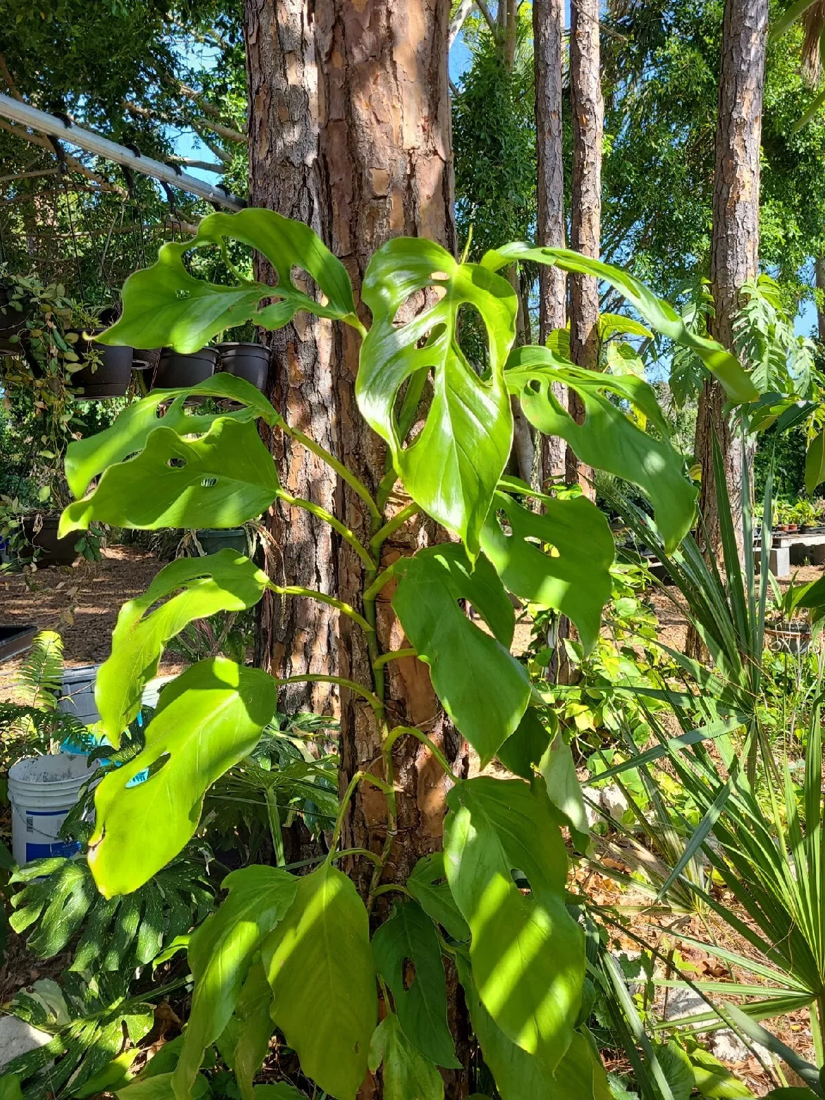 Monstera Acacoyaguensis Cutting - 2 Node Fresh Rare Tropical Aroid Plant - Monstera acacoyaguensis