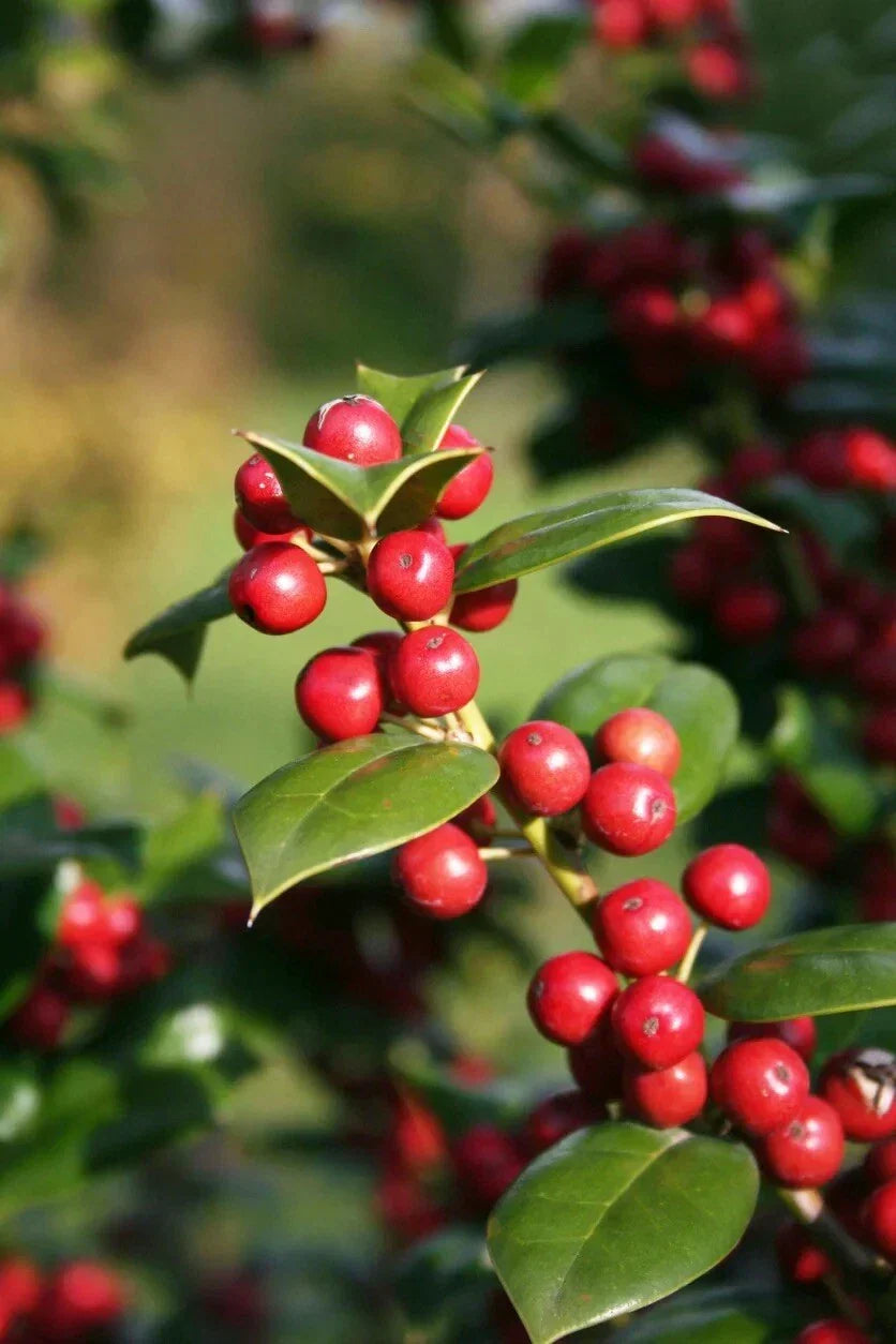 Chinese Holly Seeds Pack 20+ Ilex Cornuta Evergreen Shrub Hardy Ornamental Plant for Garden Landscape