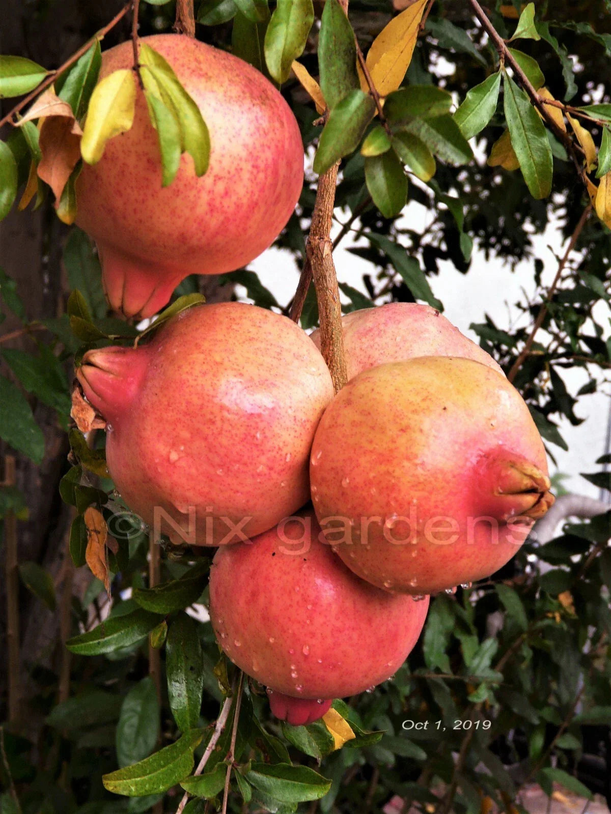 Pomegranate Tree Cuttings - (3) Fresh Sweet Cuttings - Punica granatum - Organic & Drought-Tolerant for Home Gardening
