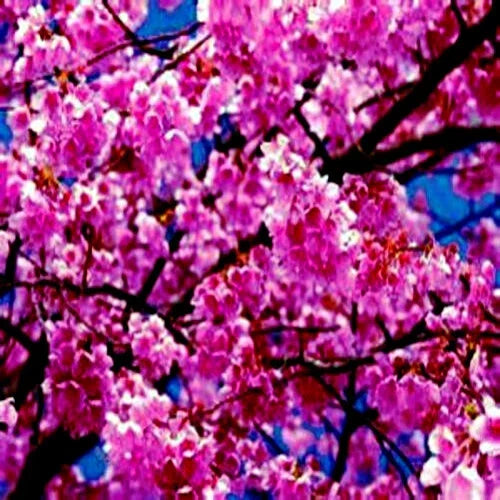 Japanese Sakura Cherry Blossom Tree Seeds - Prunus sargentii - Pink Flowers - Hardy Plant for Gardens and Landscapes - Pack of 10