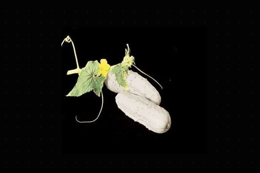 Heirloom Cucumber Seeds, 25-200 Count, White Wonder, Non-GMO, Cucumis sativus, Unique Color for Garden & Salad