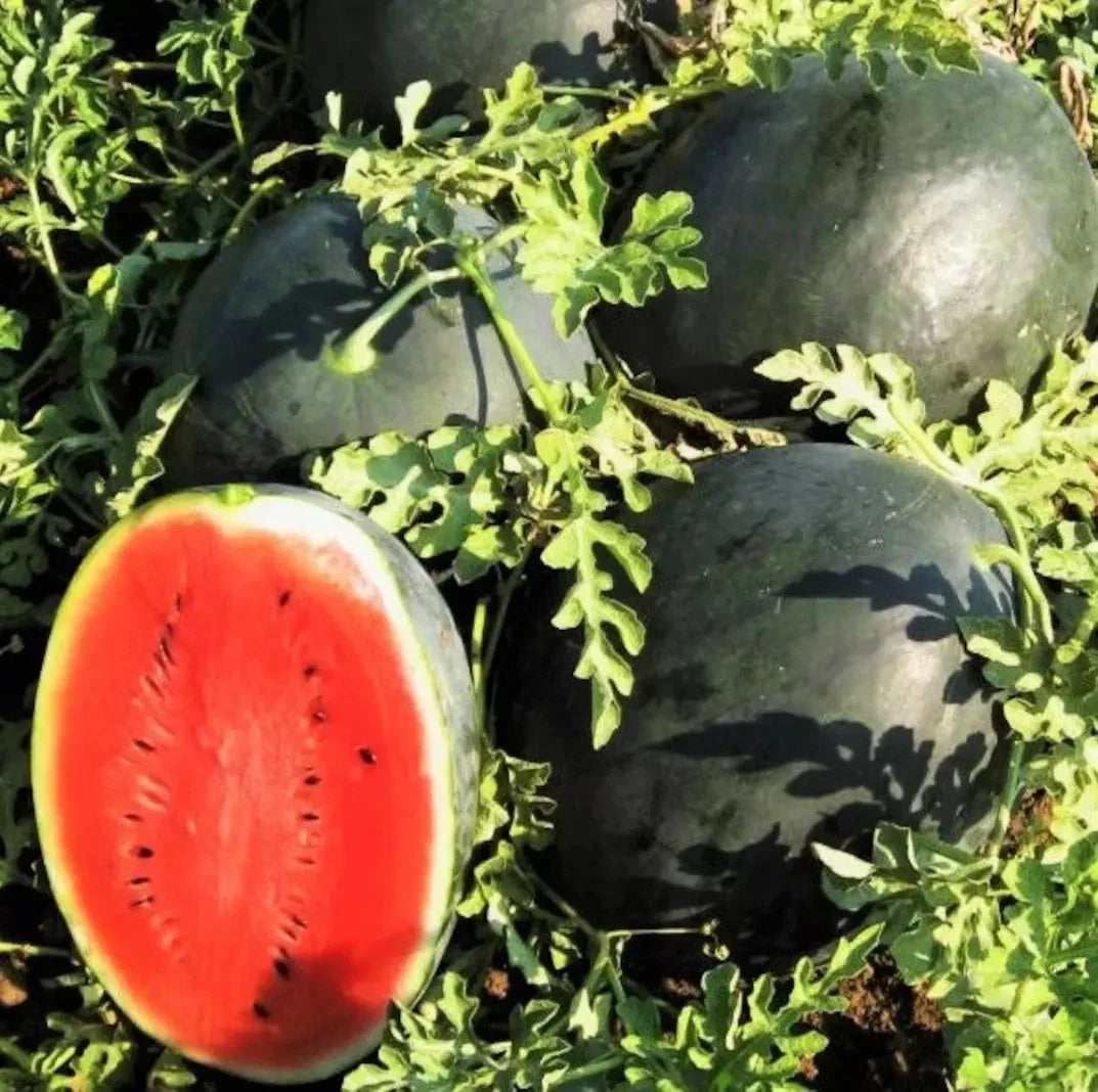 Giant Black Diamond Watermelon Seeds - 120+ Organic Heirloom Seeds - Citrullus lanatus - Sweet Juicy Flavor for Home Gardens