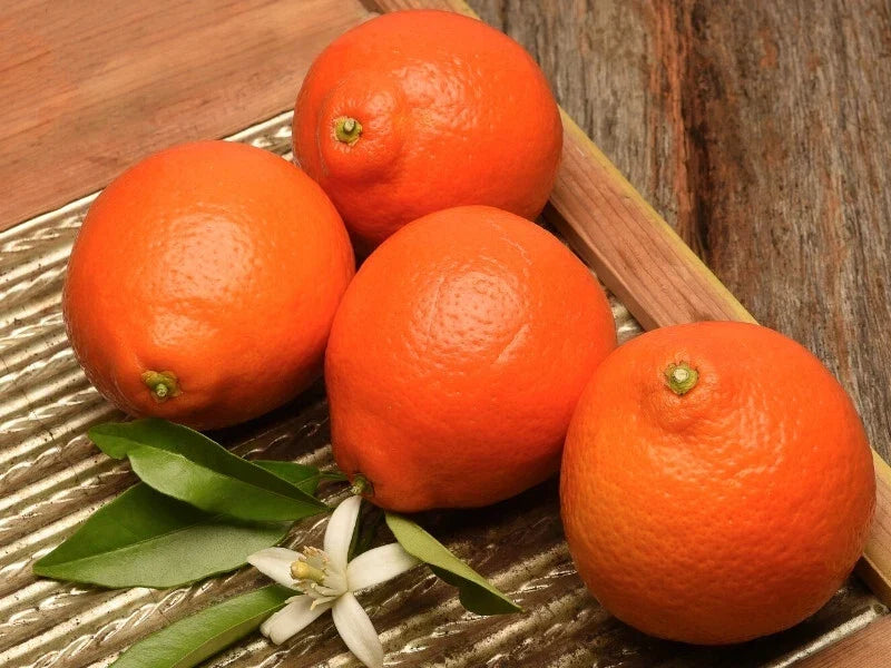 Duncan Grapefruit Seeds - 5+ Pack for Home Garden - Citrus × paradisi - USA Grown - Non-GMO, High Germination Rate