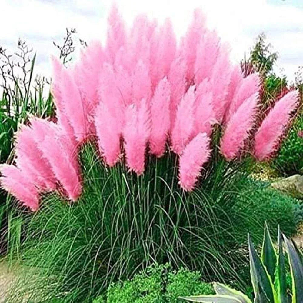 Pink Pampas Grass Seeds - 100 Premium Seeds - Ornamental Grass for Landscaping - Cortaderia selloana