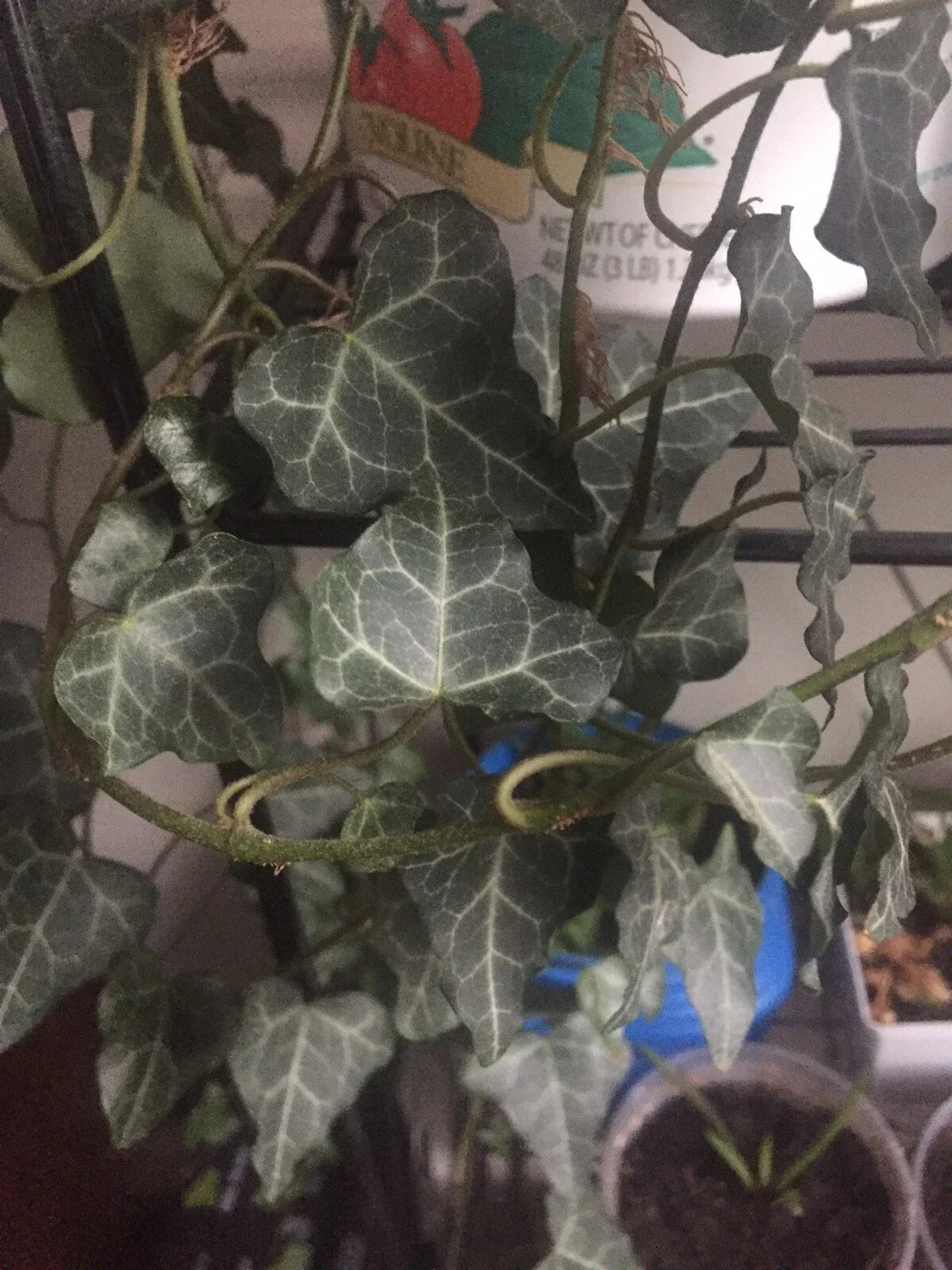 Live English Ivy Cuttings with Roots - 10 Pack - Hedera helix - Indoor/Outdoor Planting - Easy Care Greenery