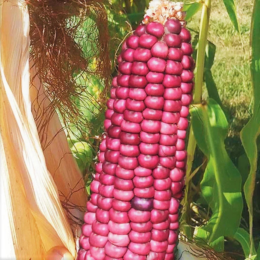 Neon Pink Popcorn Seeds | Pack of 20 Mini Pink Pearl Glass Gem Corn Seeds | Zea mays | Barbiecore Variety