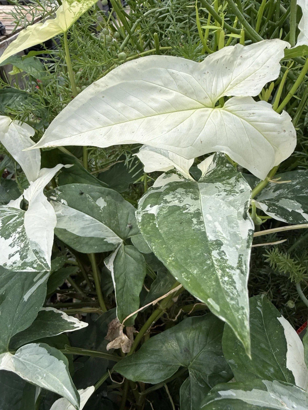Syngonium Albo Cuttings | White Variegated Arrowhead Plant | Syngonium podophyllum 'Albo Variegatum' | Live Houseplant Cuttings