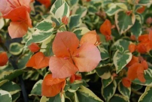 Orange Ice Bougainvillea Starter Plant - Small Well Rooted - Rare Flowering Plant - Bougainvillea 'Orange Ice'