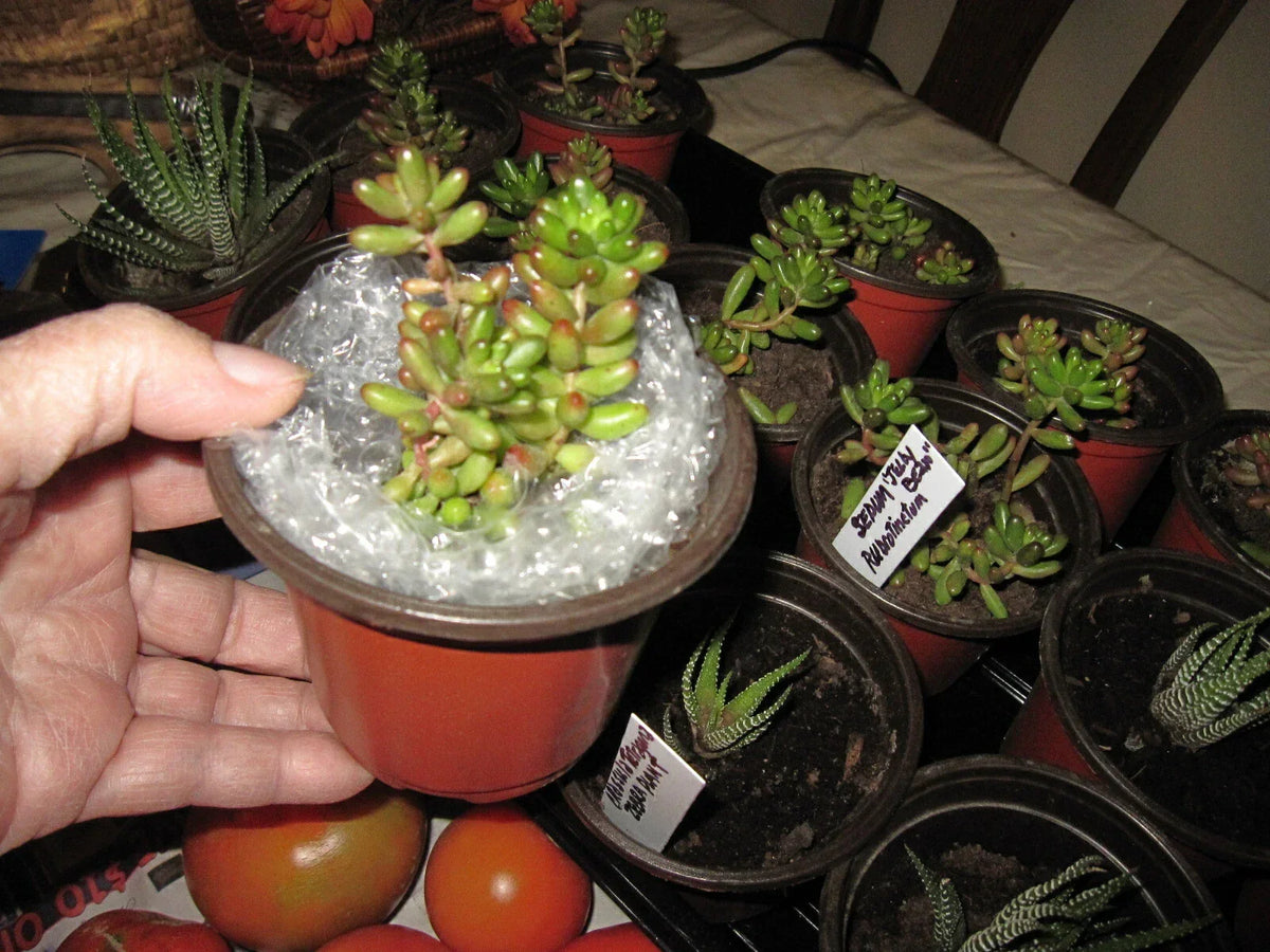 Sedum Rubrotinctum "Jelly Bean" Succulent Plant - Colorful Green and Red Foliage in 3x4” Pot - Rooted, California Grown