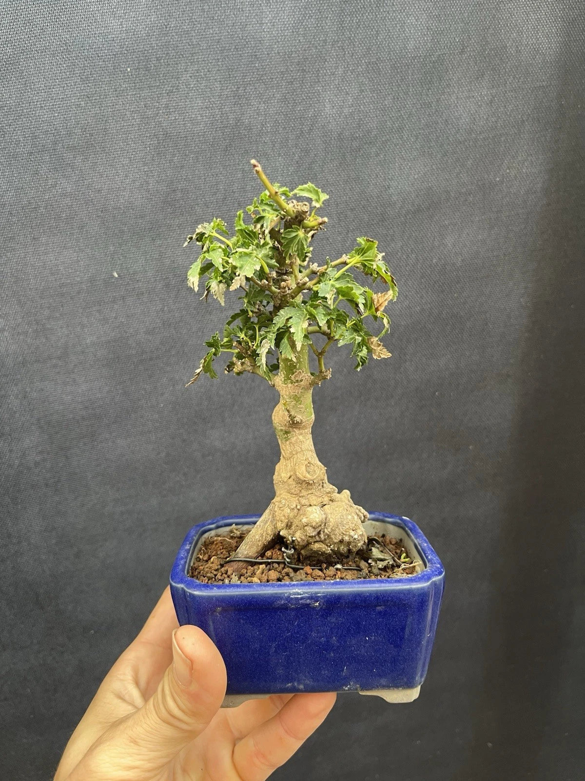 Shishigashira Japanese Maple Bonsai Tree - Miniature Indoor Plant - Acer palmatum 'Shishigashira' - Lush Green Leaves