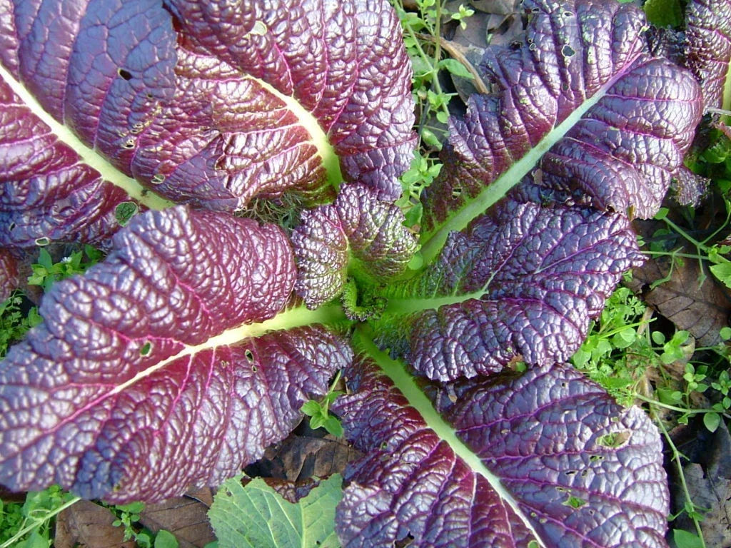 Red Giant Mustard Seed Packet - Brassica juncea - Heirloom Vegetable Seeds for Home Gardens and Culinary Use