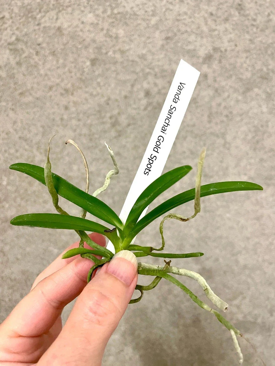 Vanda Orchid Plant - 6-Inch Sanchai Gold Spots - Exotic Yellow Flowering Houseplant - Vanda Sanchai - SapphireChild Orchids