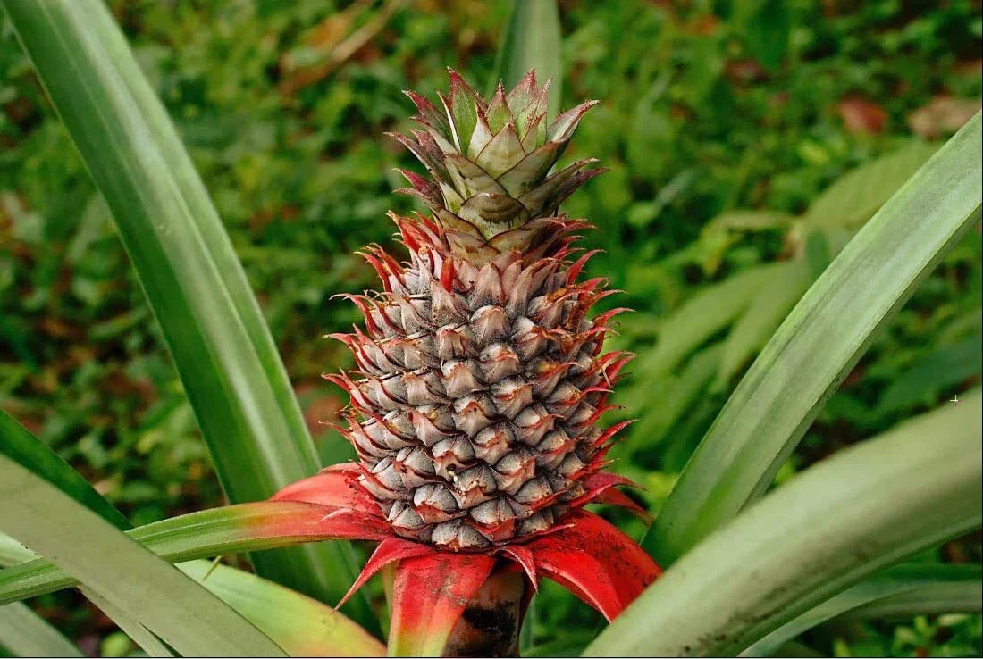 Wild Pineapple Seeds (10 Pack) - Bromelia Pinguin - Tropical Fruit - Rare Garden Plants for Exotic Landscaping