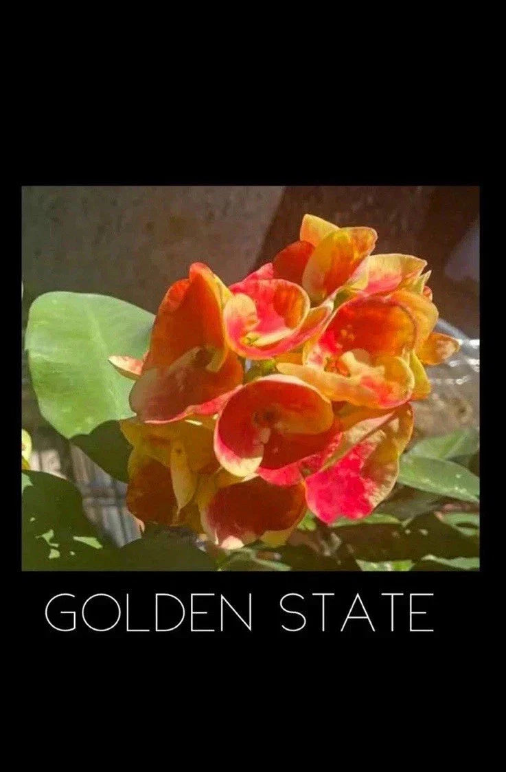 Crown of Thorns Plant 4-inch Rooted Golden State Euphorbia Milii - Colorful Bracts, Low Maintenance, Drought-Tolerant