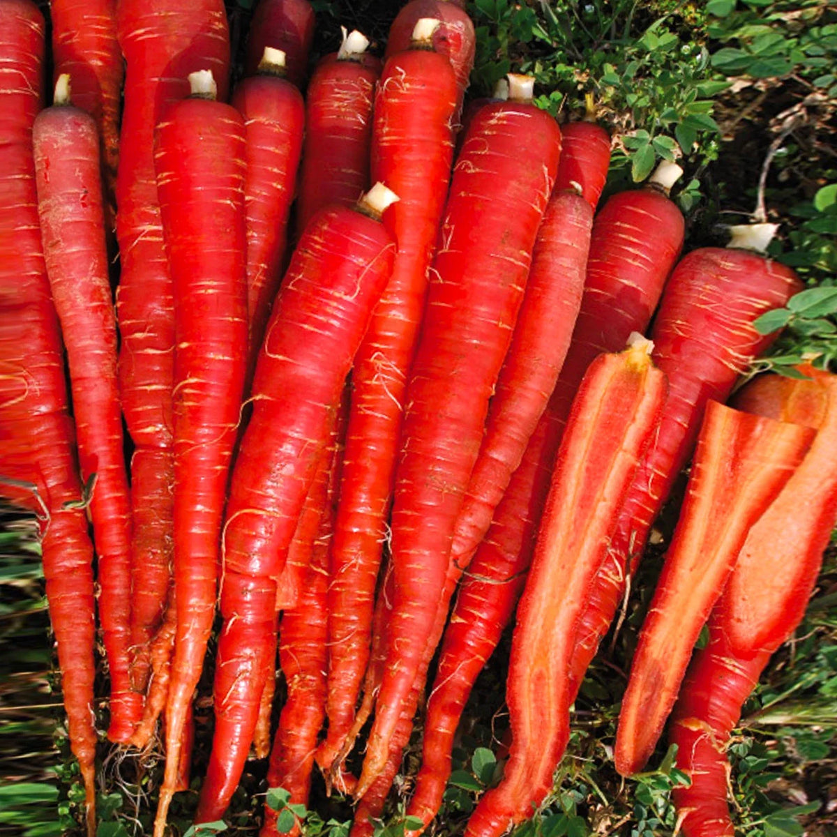 Kintoki Red Carrot Seeds - 200 Count - Deep Red Color - Daucus carota subsp. sativus - Non-GMO for Home Gardens