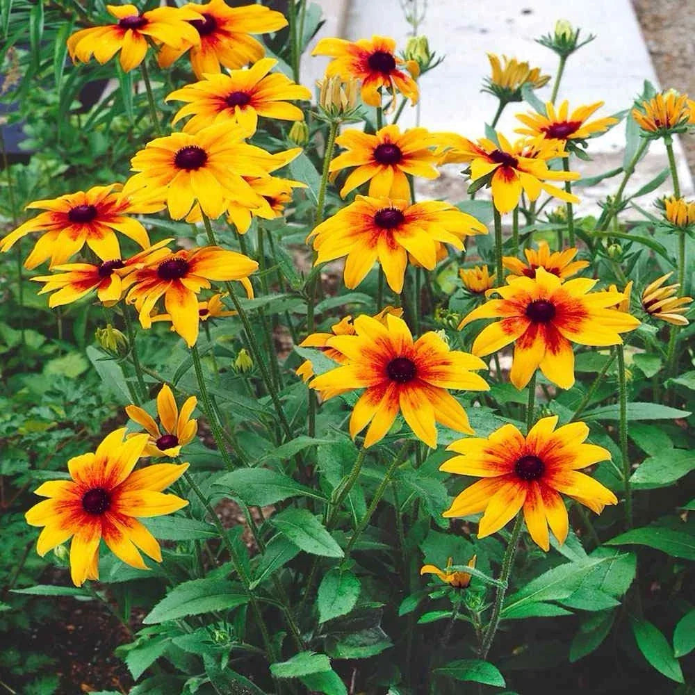 Gloriosa Daisy Seeds - 1000+ Count - Rudbeckia Hirta - Attracts Butterflies - Easy to Grow - Bright Yellow & Orange Flowers