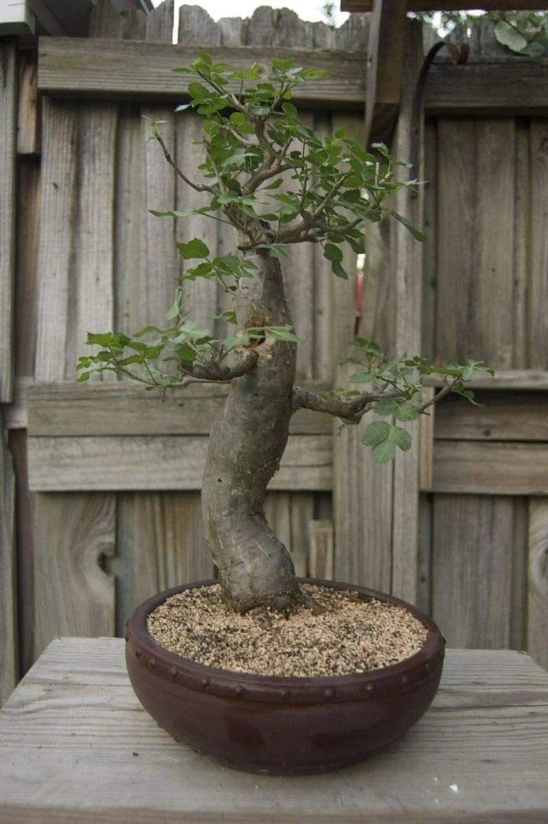 Baobab Bonsai Tree Seeds - 5 Seeds - Adansonia Digitata - Exotic Drought-Resistant Plant for Gardening
