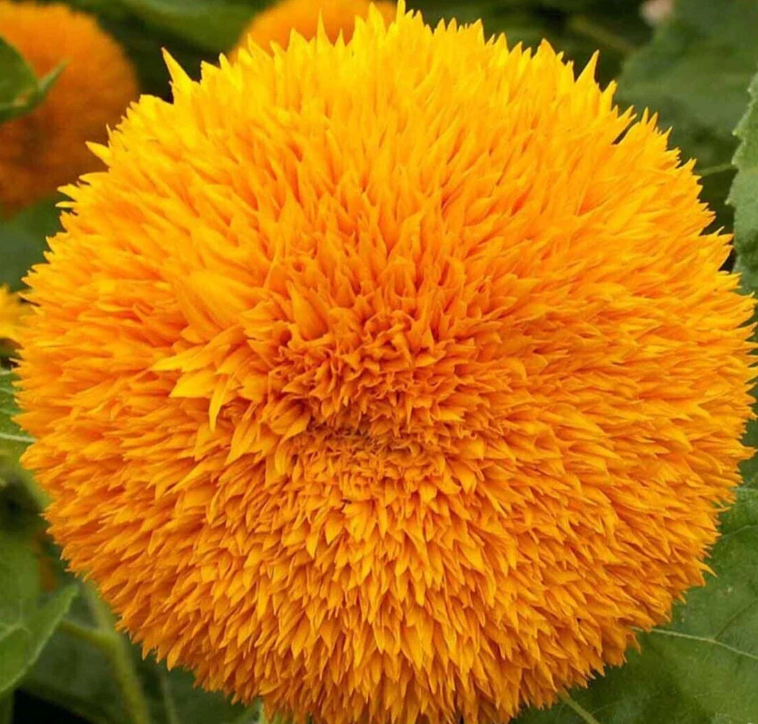 Dwarf Sungold Sunflower Seeds 50+ "Teddy Bear" Helianthus annuus | Annual Flower Garden, Compact, Pollinator Friendly