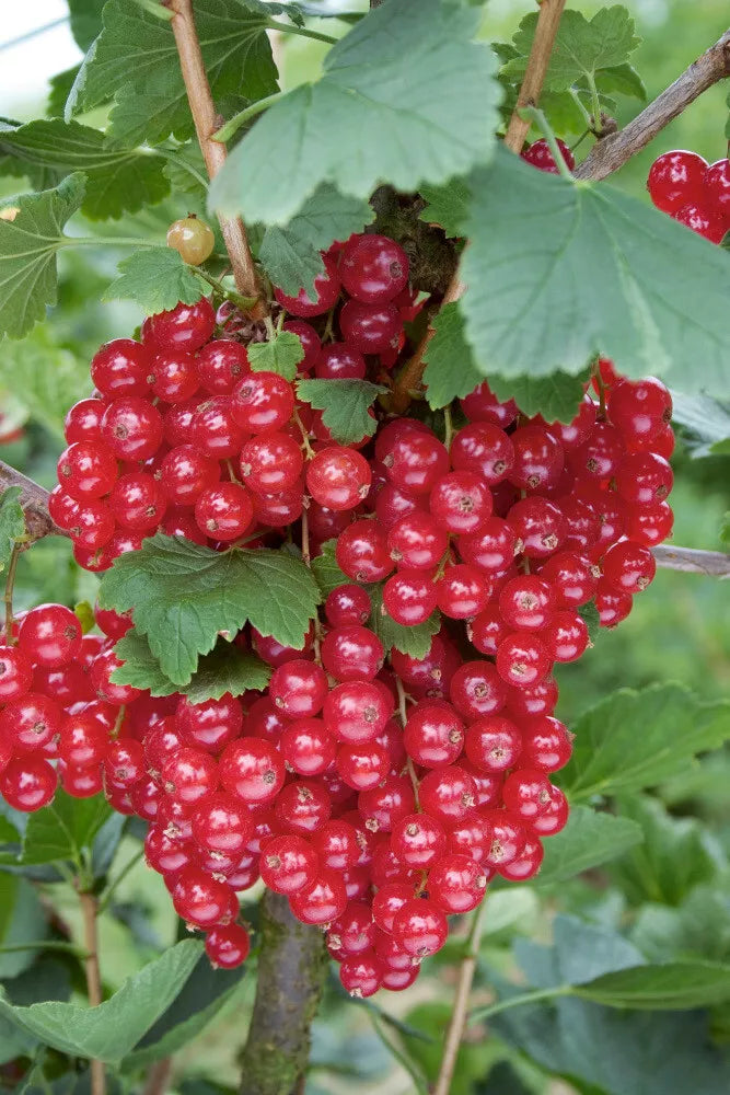 Red Currant Live Starter Plant 12 Inches - Ribes rubrum - Tart Berries - Fruit Shrub - Hardy Zones 5-9