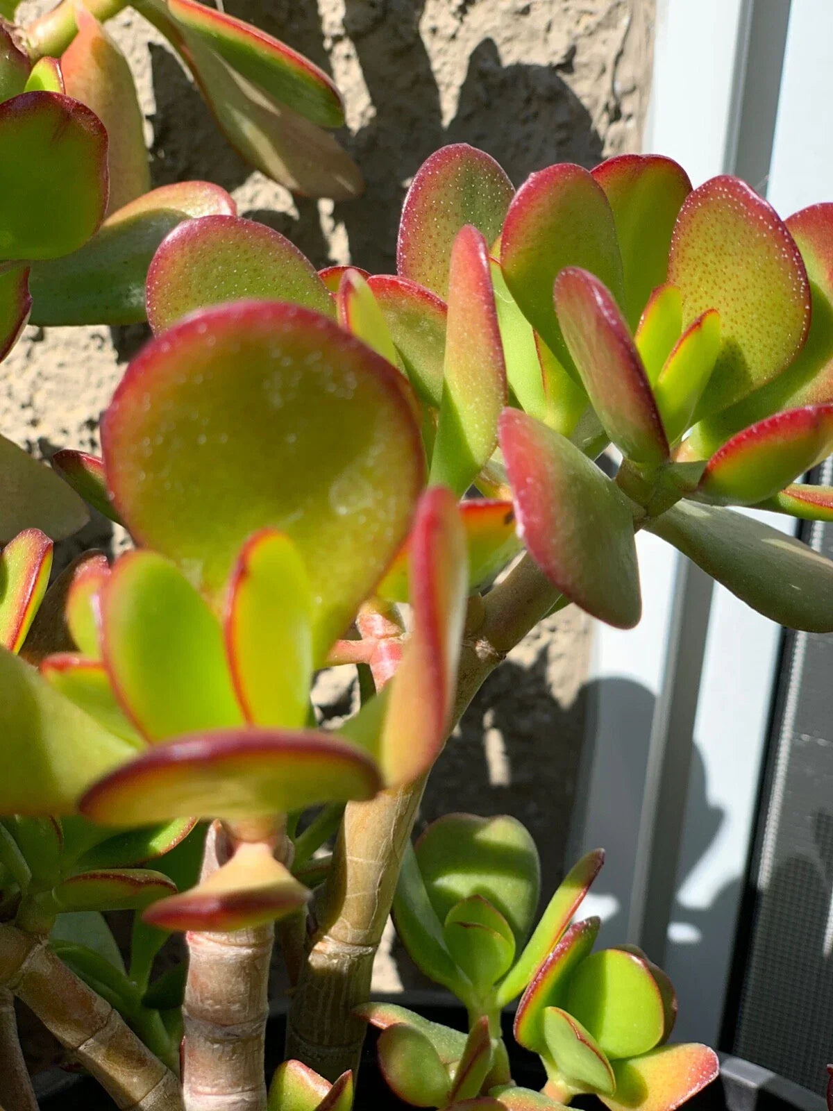 Jade Succulent Cuttings - 3 Green Cuttings - Crassula ovata - Easy to Propagate Indoor/Outdoor Plant Decor