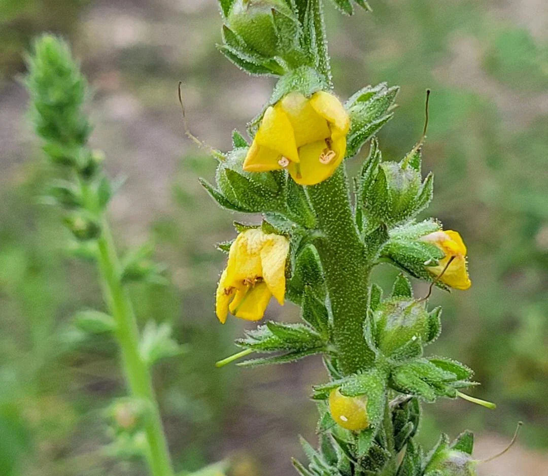 Wand Mullein Seeds 25 Pack | Verbascum virgatum | Florida Grown | Wild Harvested| Attracts Pollinators