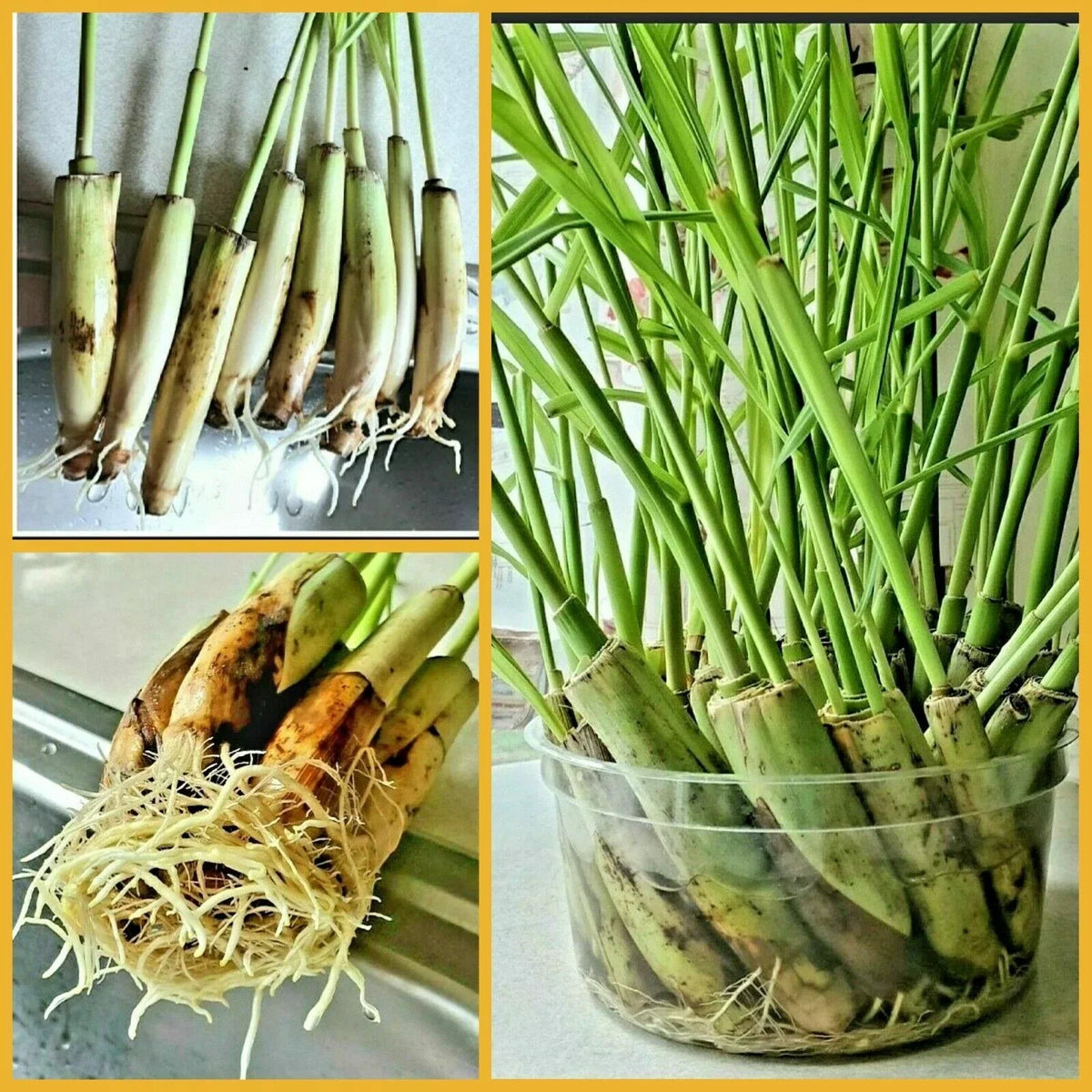 Lemongrass Stalks 5 Count - Natural Mosquito Repellent - Cymbopogon citratus - Easy to Plant Citronella for Garden or Culinary Use