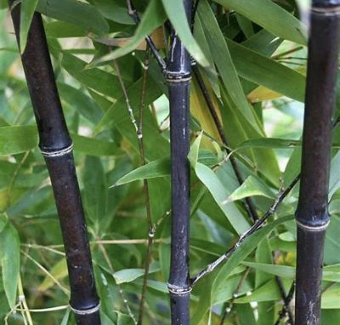 Black Timber Bamboo Rhizome 5 Pack - Phyllostachys Nigra Live Bare Root Plants for Privacy Screens and Landscaping