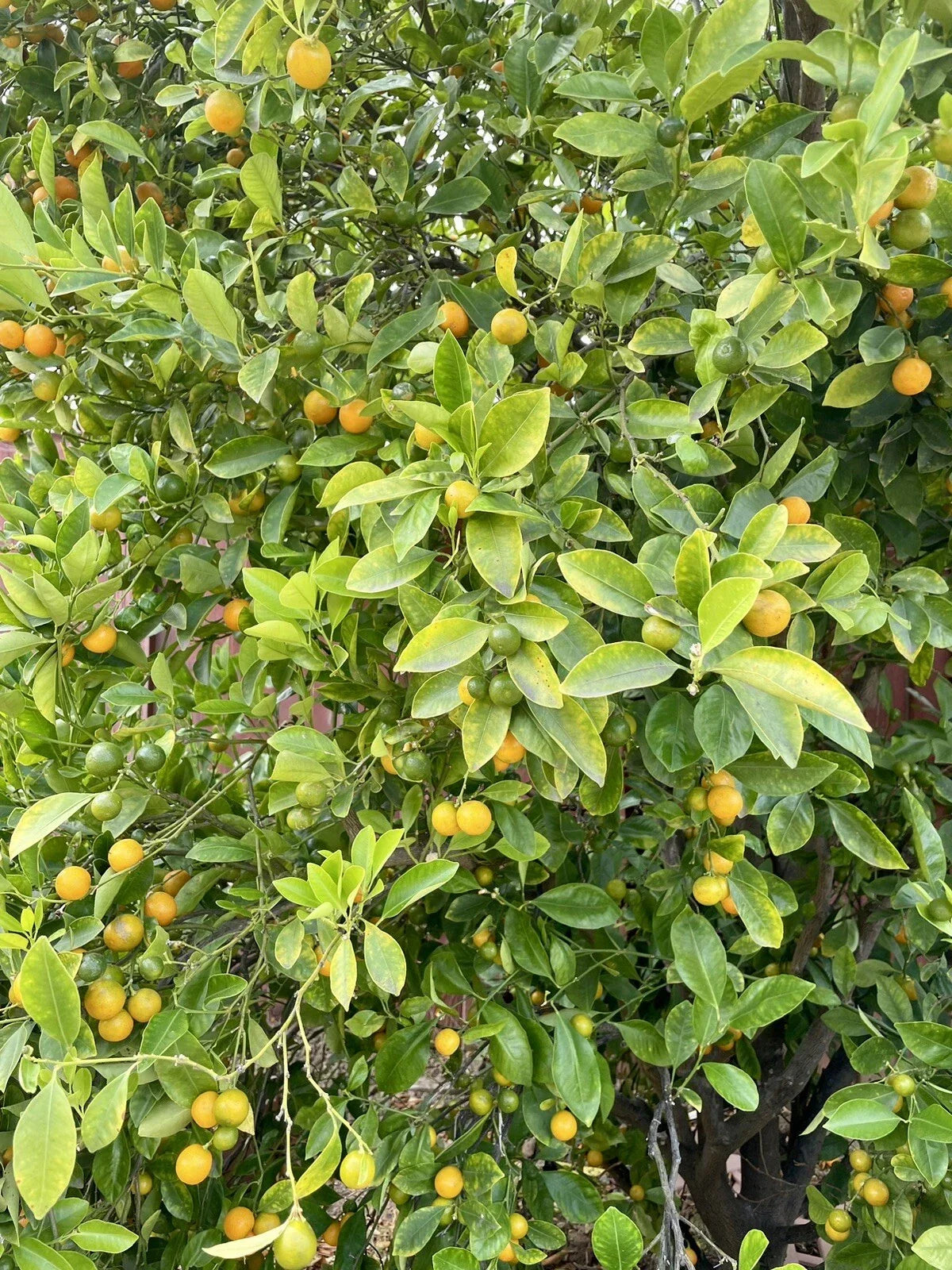 Calamansi Tree Cuttings - Rooting/Grafting - Citrus microcarpa - Fresh Calamondin Citrus Plant for Home Gardening