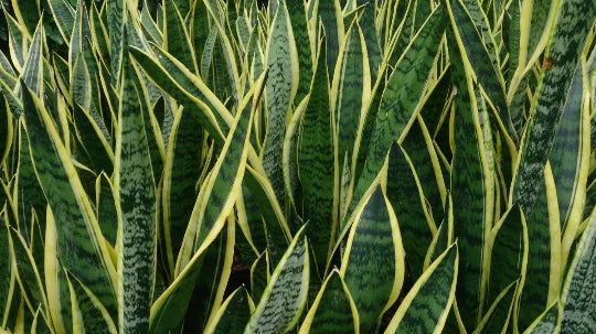 Rooted Sansevieria Dracaena Snake Plant - 6-Inch Mother-in-Law's Tongue - Air Purifying Indoor Plant - Pet-Friendly