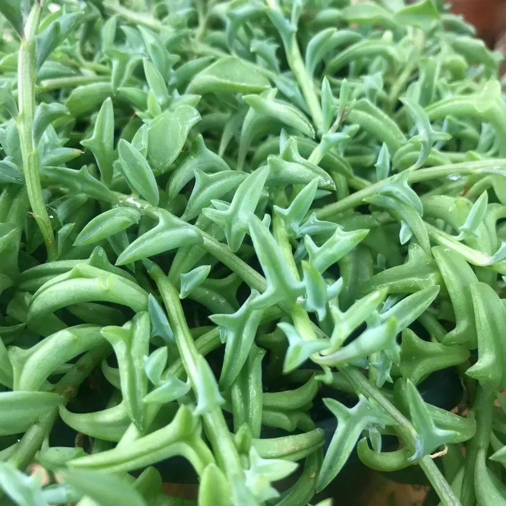 Hanging Succulent Cuttings - 6" - String of Dolphins, Pearls, Bananas - Senecio & Curio Varieties