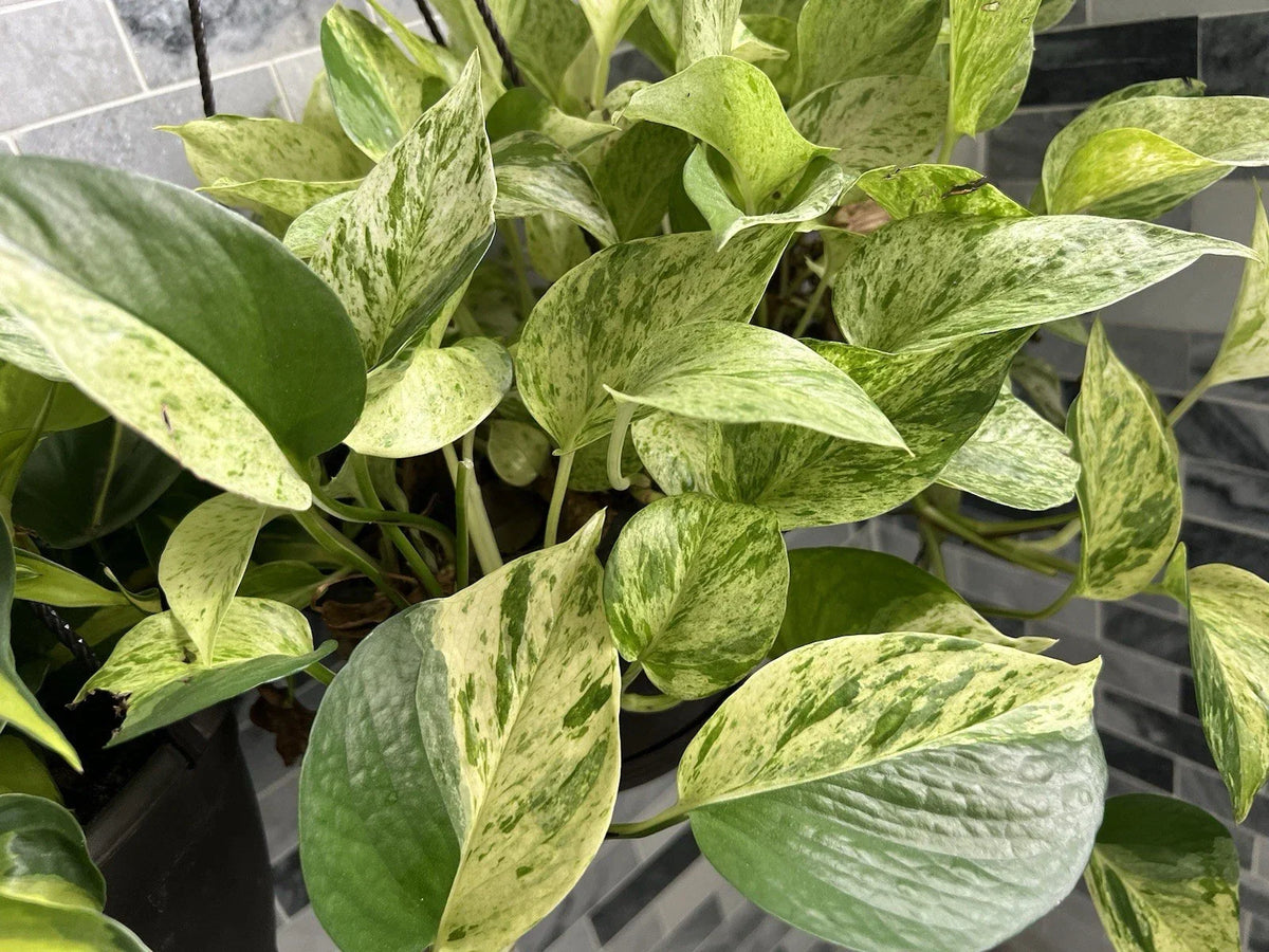Marble Queen Pothos Cuttings Bundle - 3 Variegated Trailing Plants - Epipremnum aureum - Indoor Tropical Decor