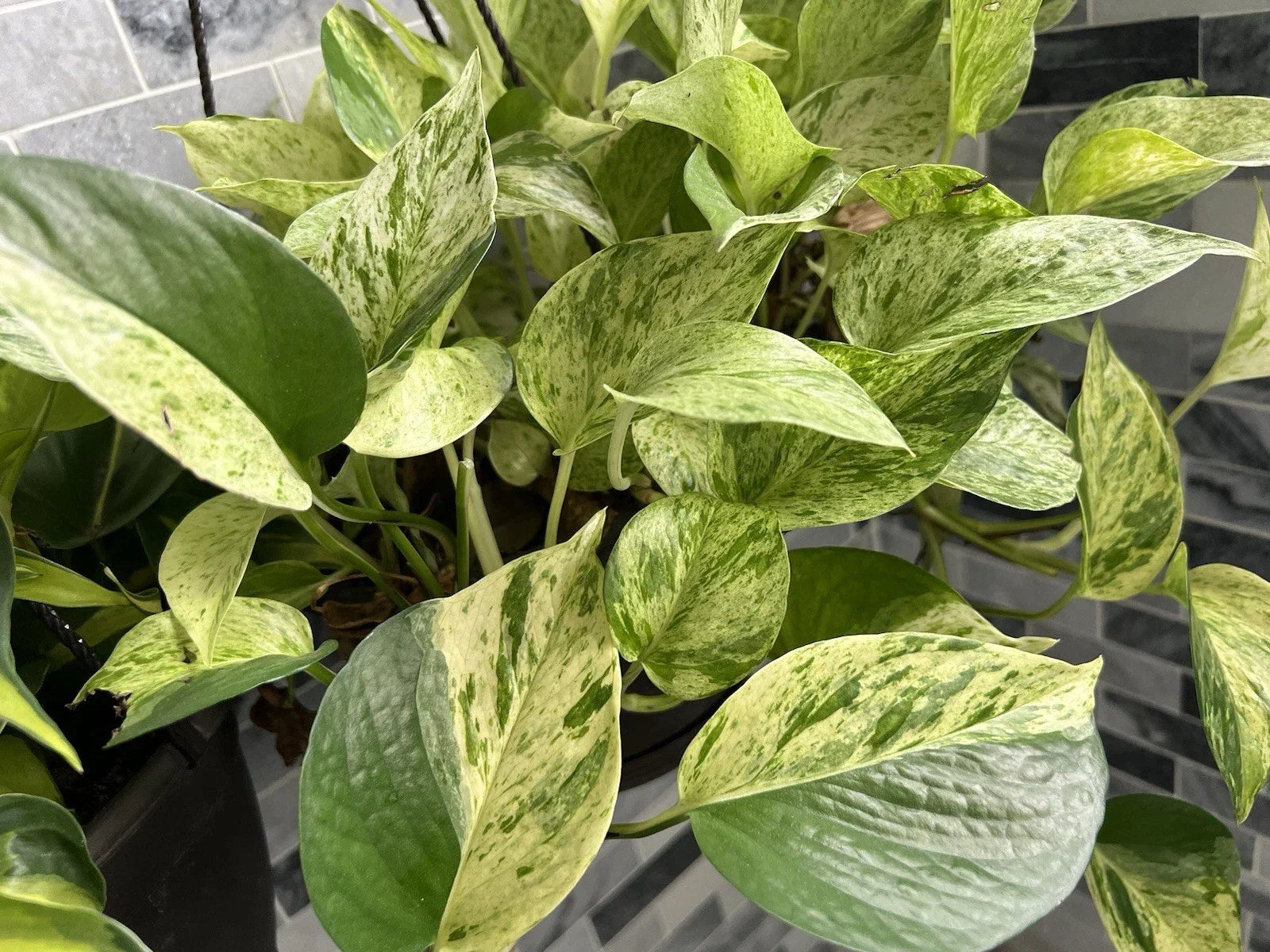 Marble Queen Pothos Cuttings Bundle - 3 Variegated Trailing Plants - Epipremnum aureum - Indoor Tropical Decor