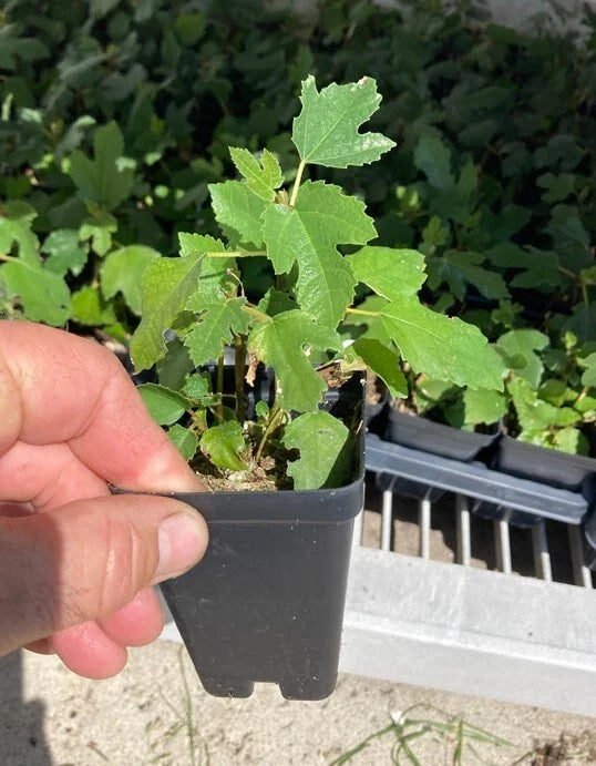 Beer’s Black Dwarf Fig Tree - Bare Root Starter - Self-Fertile Ficus carica - Rare Sweet Dark Purple Figs - Patio Friendly