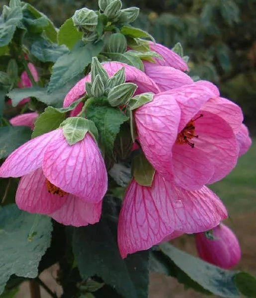 Abutilon Pink Live Plant 4-6" Flowering Maple Bell Hibiscus, Abutilon - Fast-Growing Shrub Attracts Bees & Butterflies