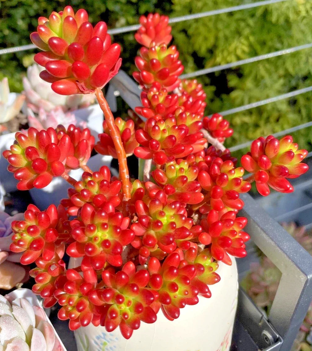 Rare Sedum Rubrotinctum Jelly Bean Succulent Cutting | Unrooted Live Plant | Healthy Indoor Outdoor Houseplant